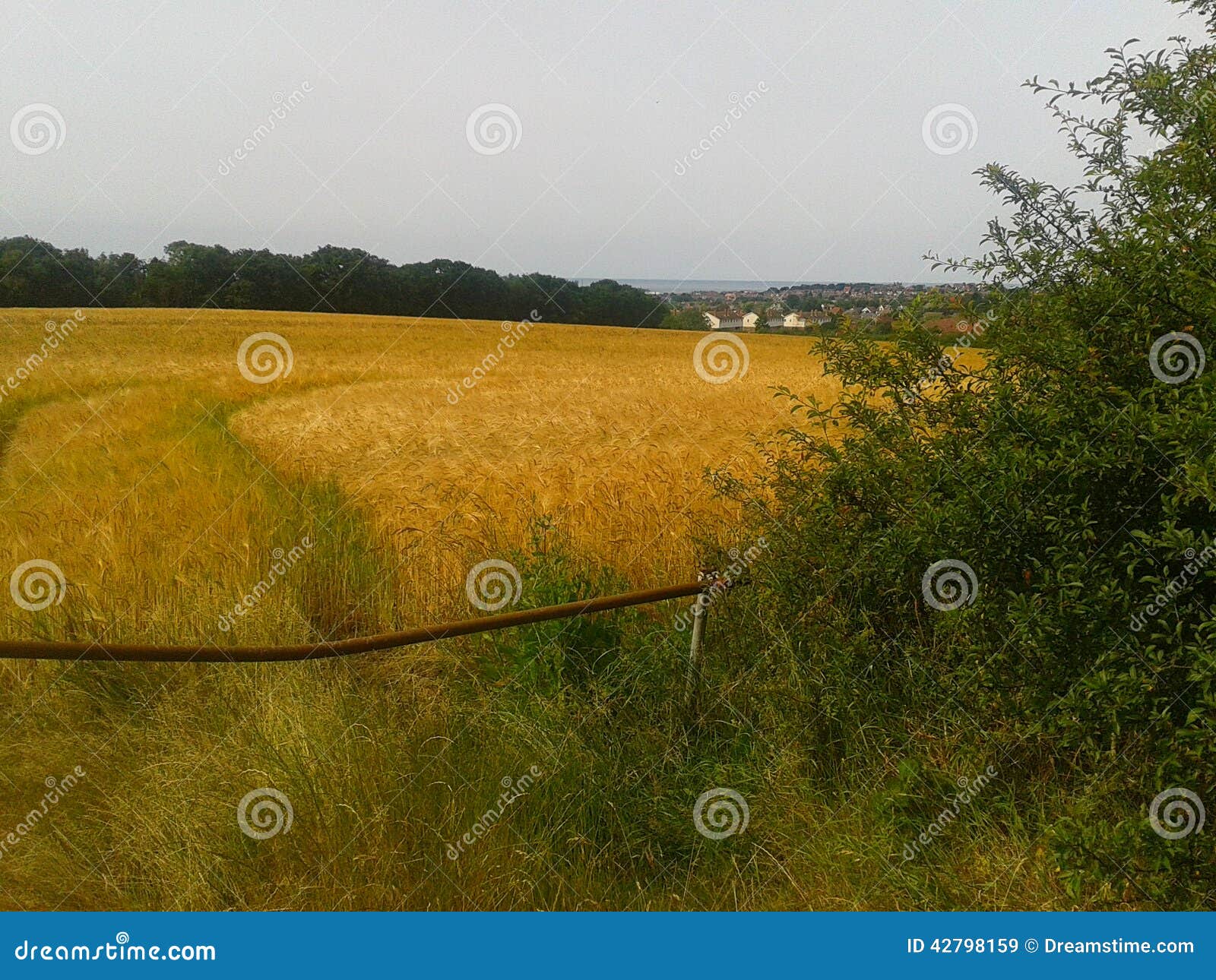 Whitstable crops stock image. Image of kent, northkent 42798159