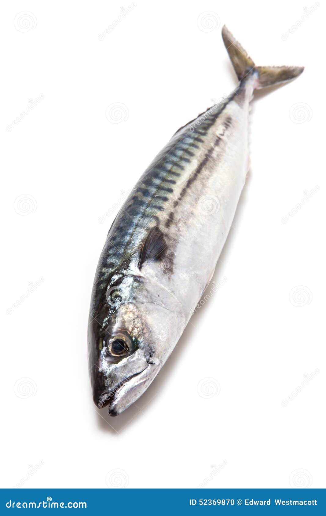 Whole Atlantic Mackerel Fish Stock Photo Image of background, fresh