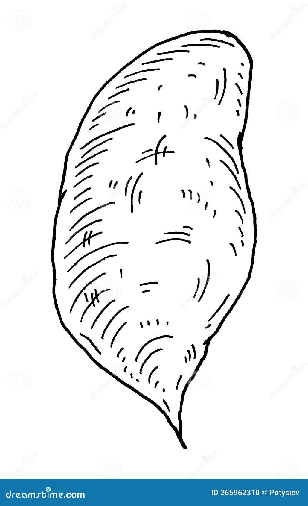 Whole Batatas Vintage Engraving Vector Black Illustration Isolated On whole-batatas-vintage-engraving-vector-black-illustration-isolated-on