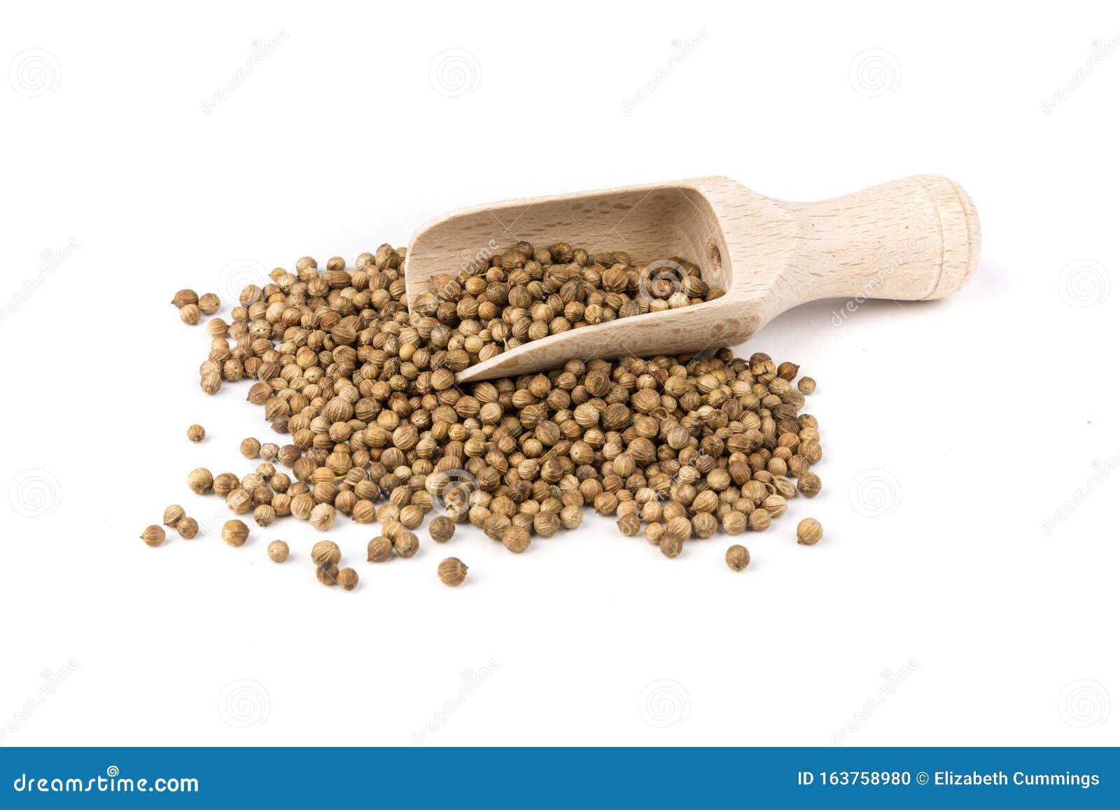 Whole Cilantro Coriander Seed Spice Herb for Cooking Stock Photo