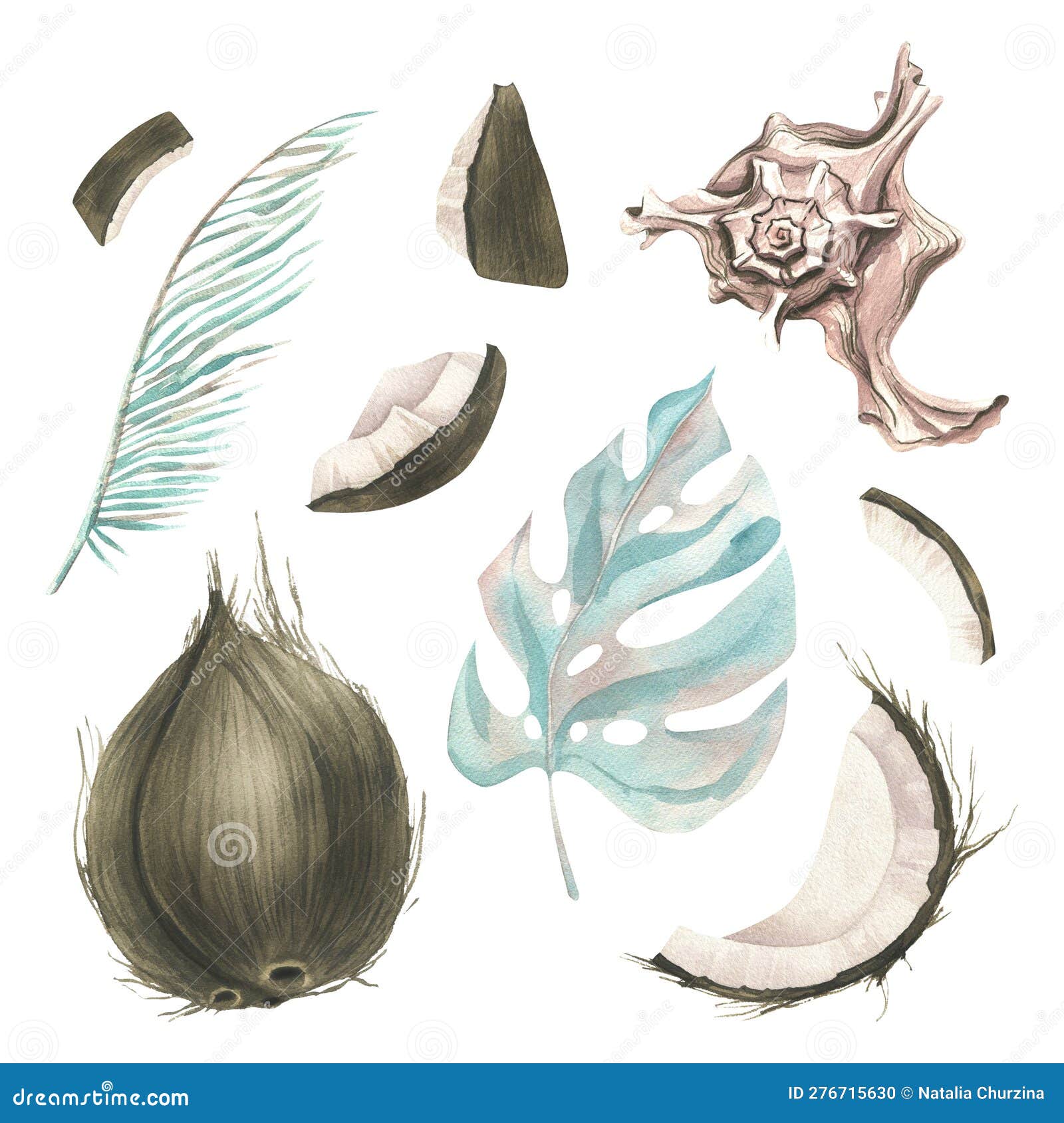 whole coconuts and slices with tropical palm leaves and seashells. watercolor . set  s on a