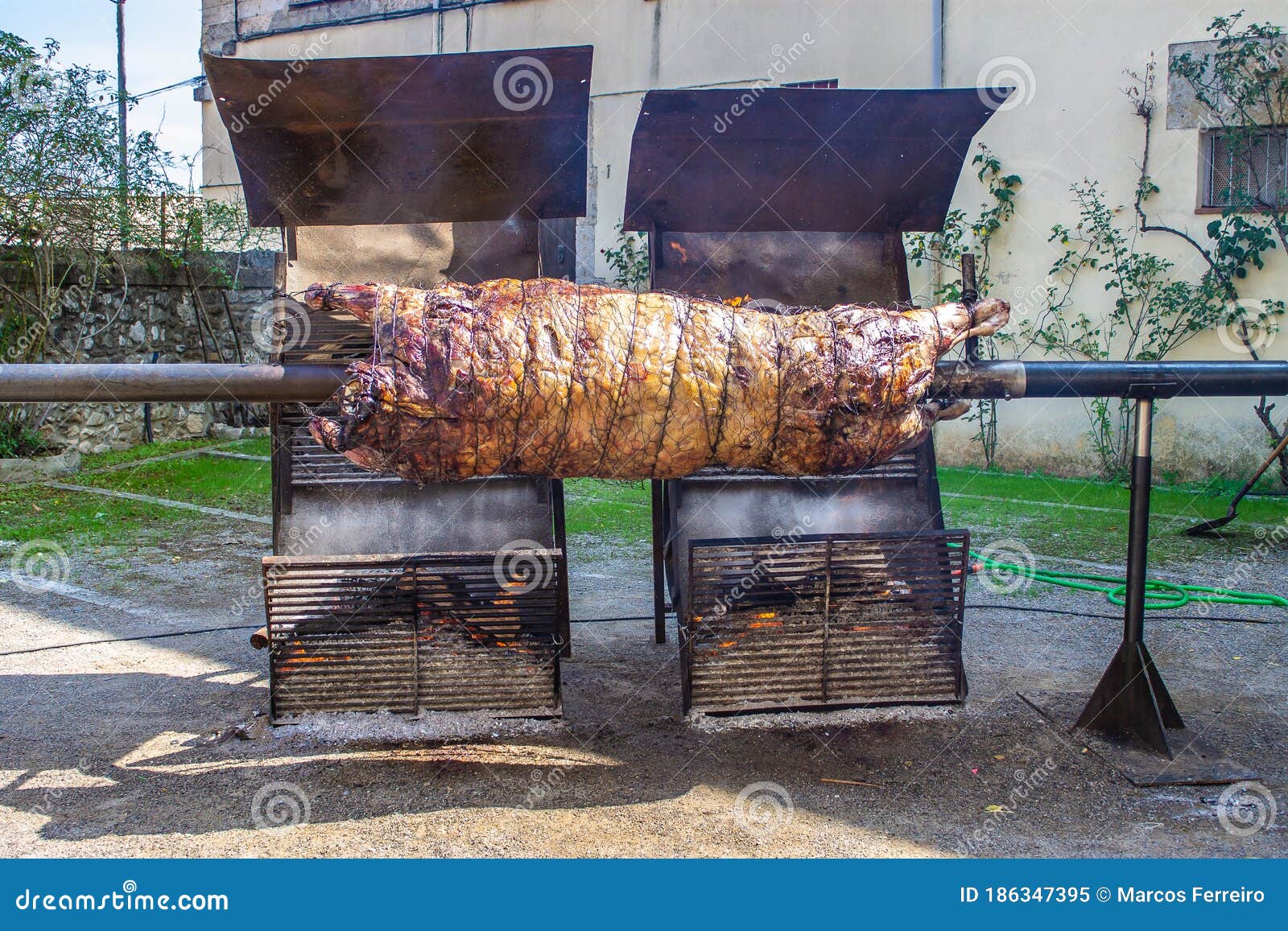 Whole Cow Roasting on the Fire Stock Image Image of roasting, bull