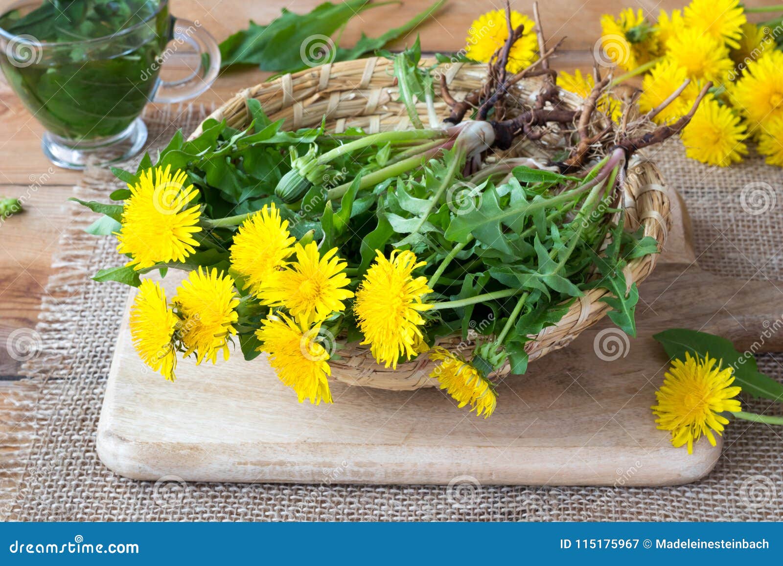 Whole Dandelion Plants with Roots in a Basket Stock Image Image of