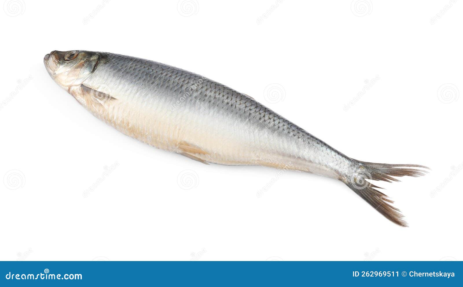 Whole Delicious Salted Herring Isolated on White Stock Image Image of