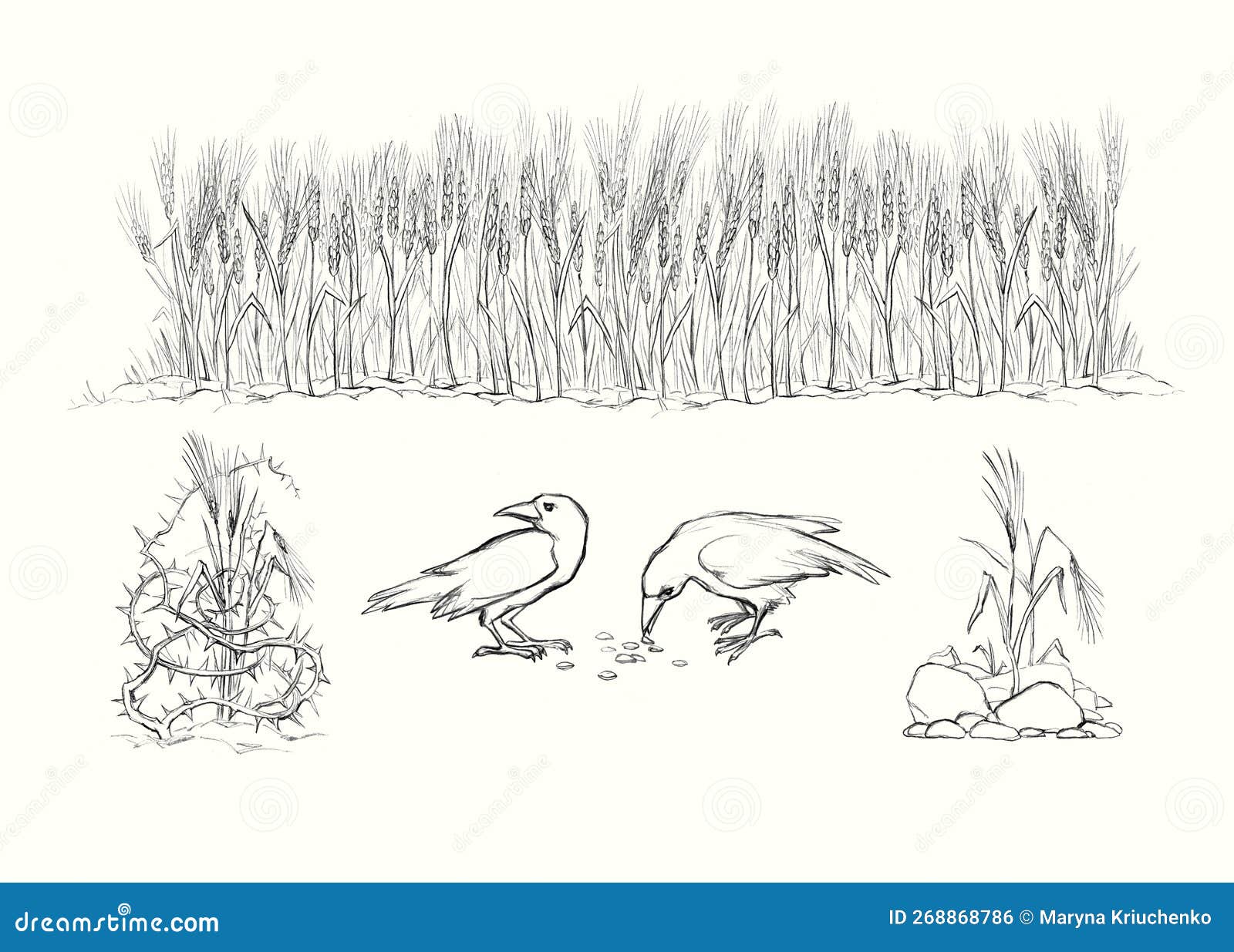 pencil drawing. field of ripe wheat