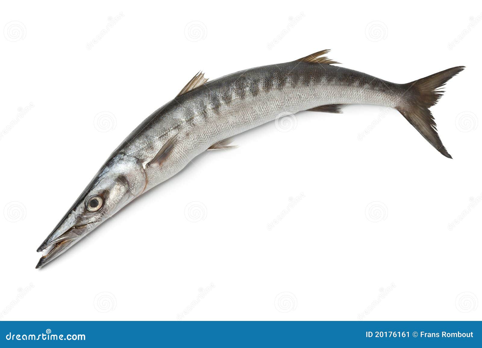 whole fresh barracuda fish