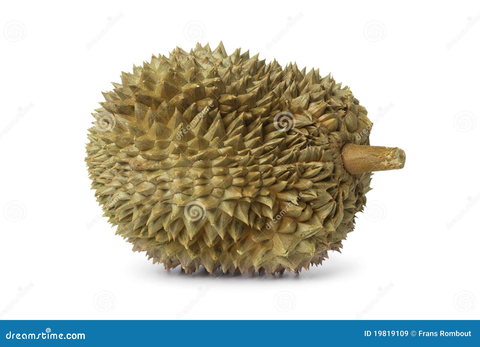 Whole fresh Durian fruit stock image. Image of asian 19819109