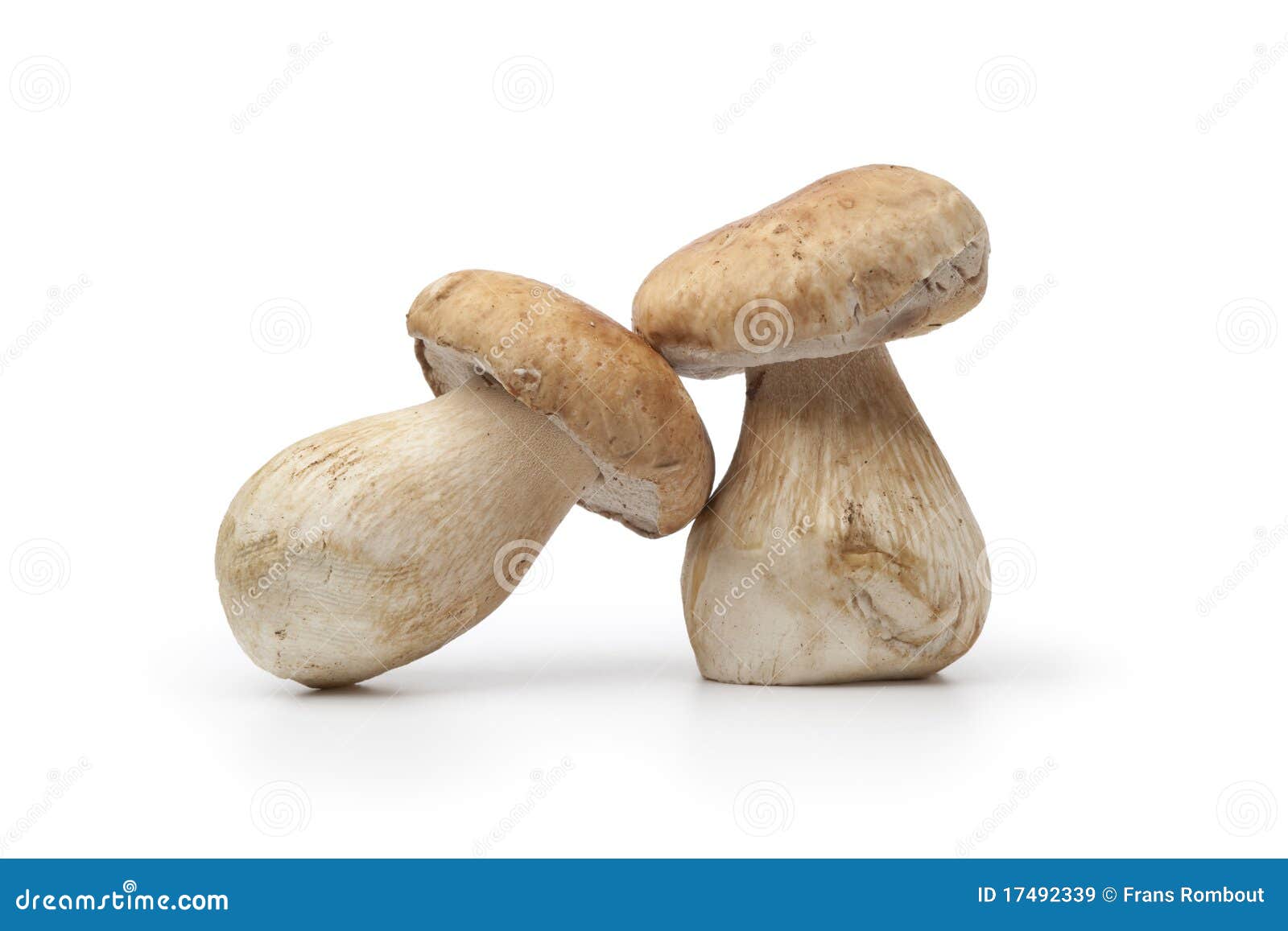 Whole Fresh Porcini Mushrooms Stock Image Image of edible, delicacy