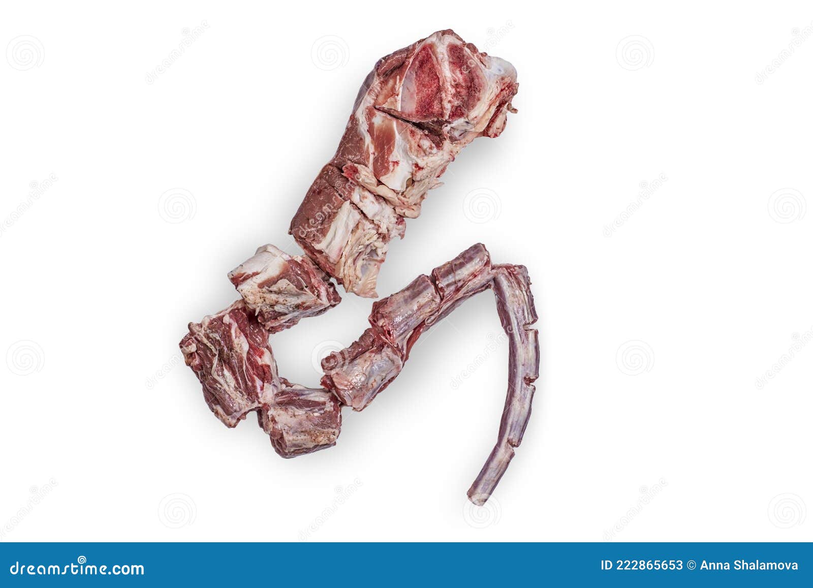 Whole Fresh Raw Beef Tail Chopped into Pieces Isolated on White