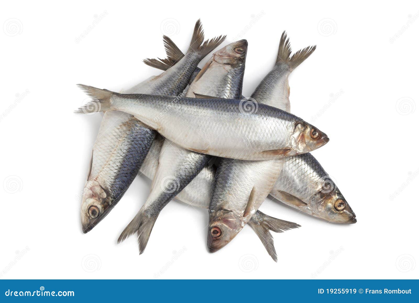 Whole fresh raw herring stock image. Image of background 19255919