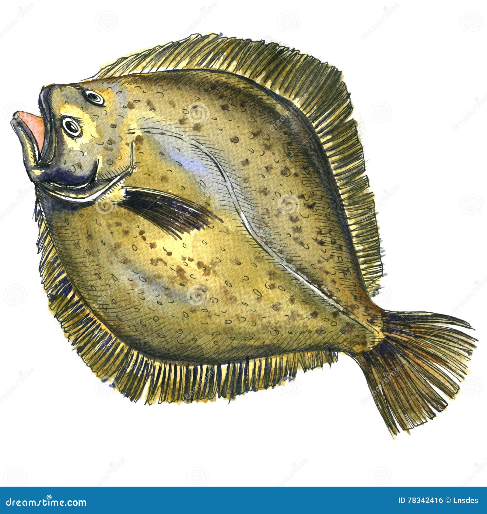 Flatfish Stock Illustrations – 886 Flatfish Stock Illustrations