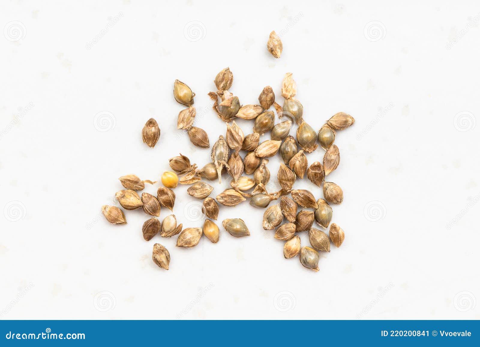 Wholegrain Barnyard Millet Seeds Close Up on Gray Stock Image Image of burgu, meal 220200841