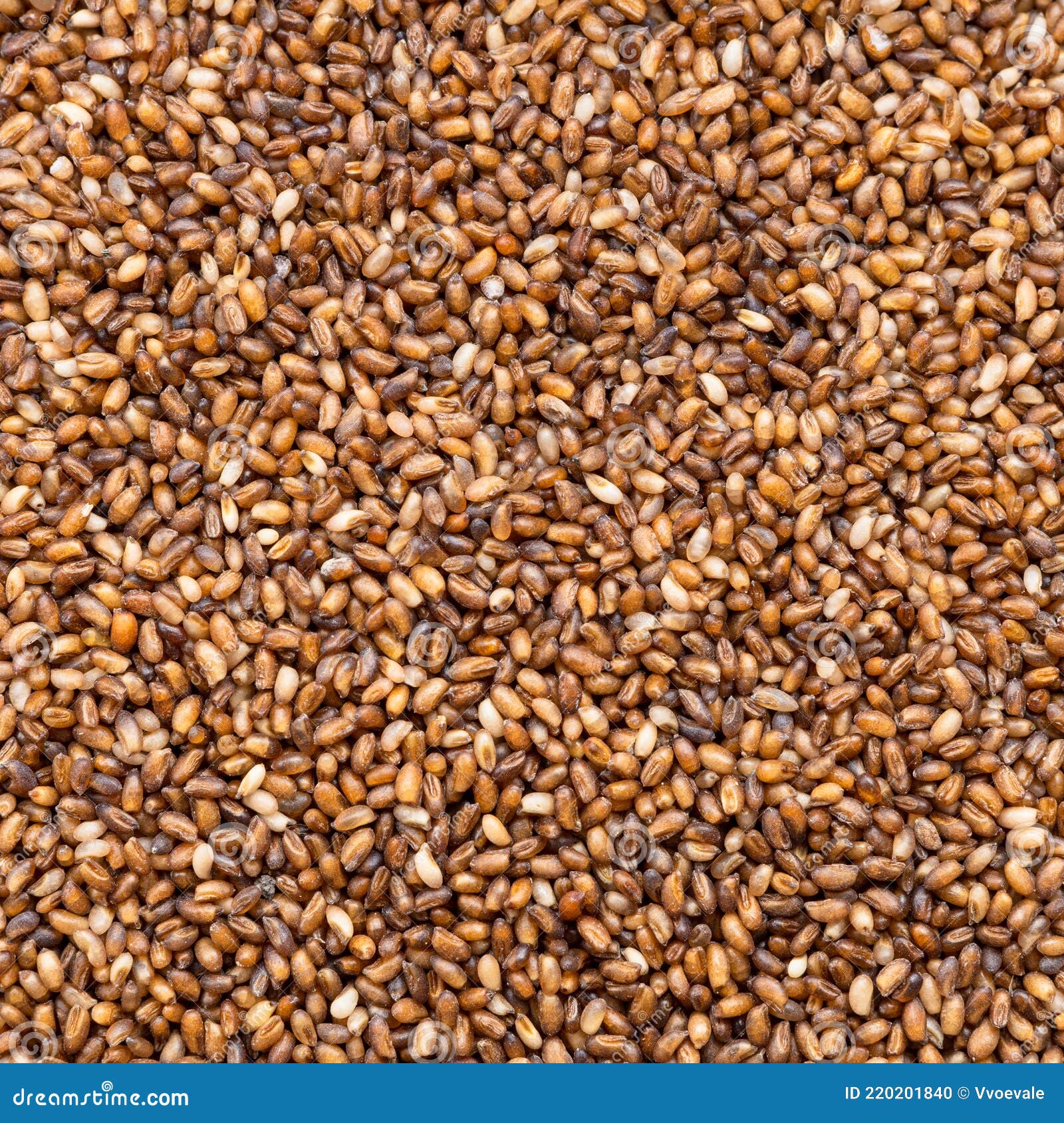 Wholegrain Teff Seeds Close Up Stock Photo Image of sample, close