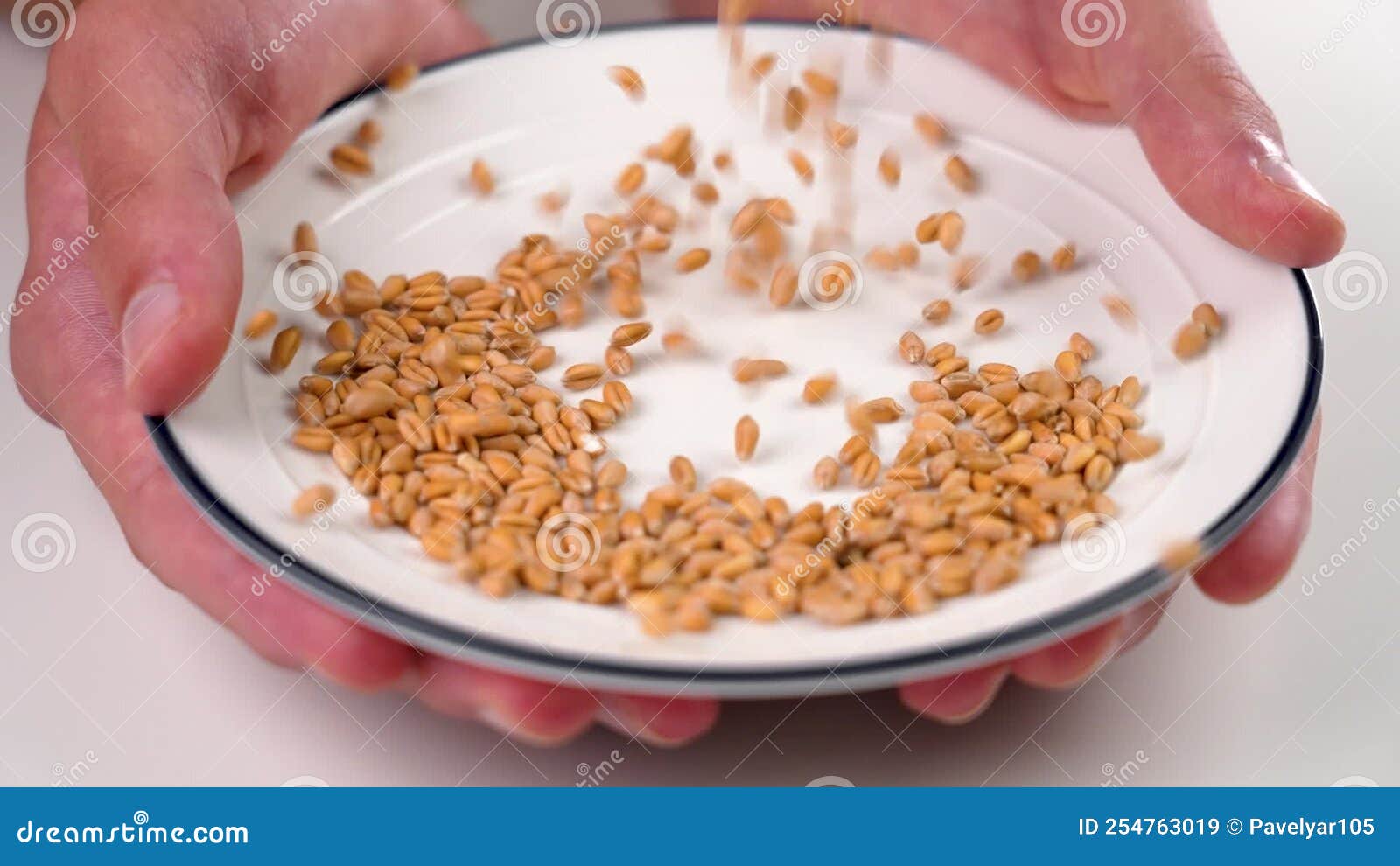 Whole Grain Wheat Seeds Falling on an Empty Ceramic Plate in the Hands