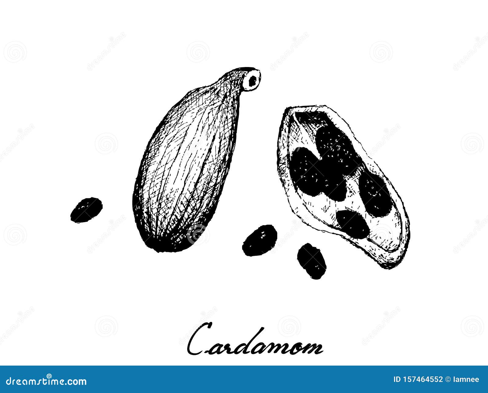 Whole and Half of Fresh Cardamom Pods Stock Vector - Illustration of ...