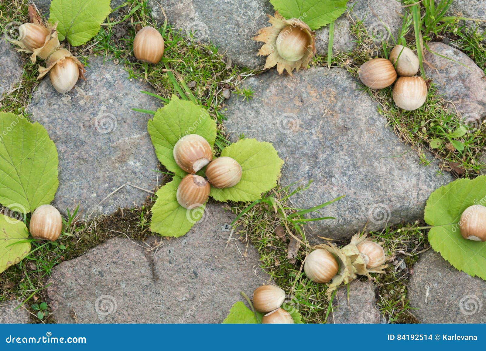 Whole Hazelnuts with Leaves on the Stones Stock Photo Image of