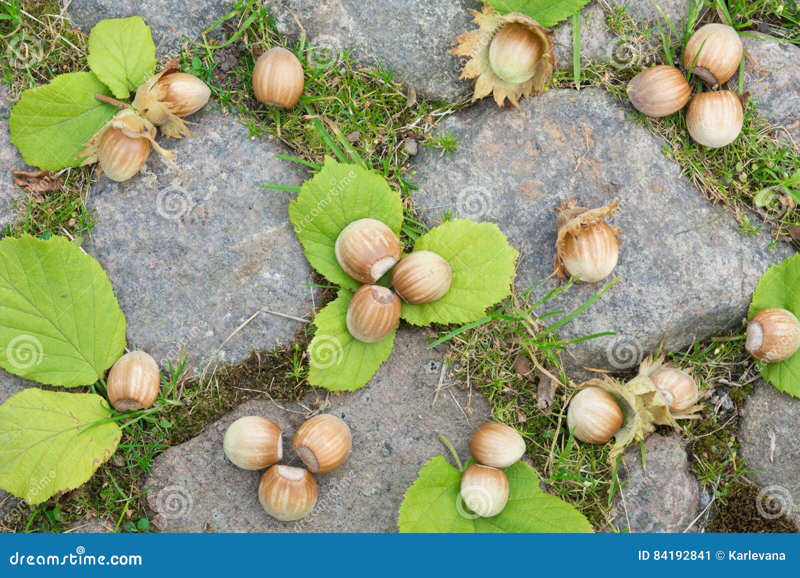 Whole Hazelnuts with Leaves on the Stones Stock Image Image of