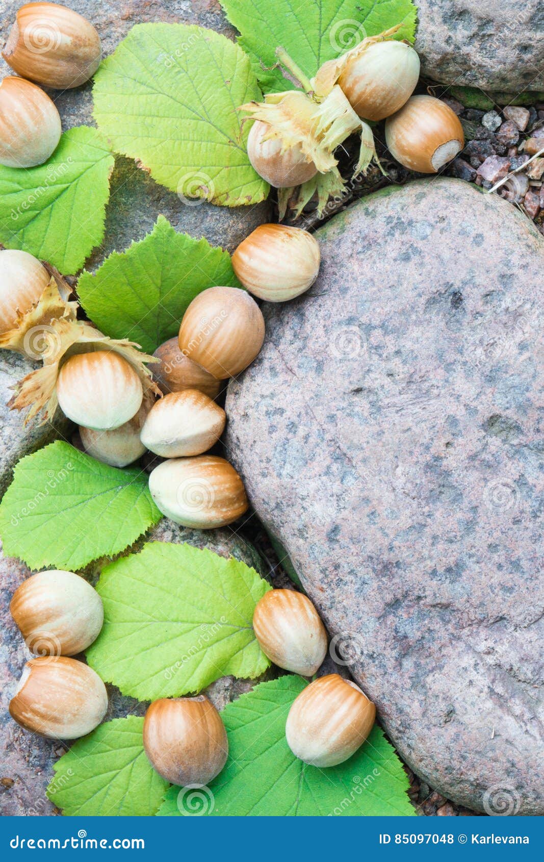 Whole Hazelnuts with Leaves on the Stones Stock Photo Image of diet