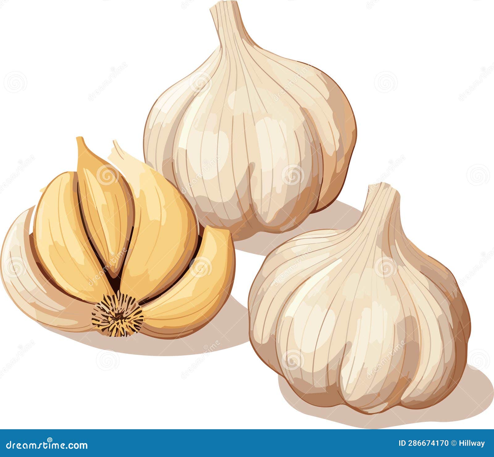 Whole Head of Garlic and Cloves of Garlic. Illustration, Vector Stock