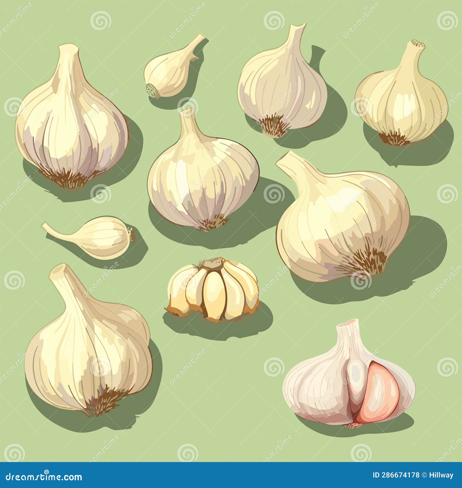 Whole Head of Garlic and Cloves of Garlic. Illustration, Vector Stock
