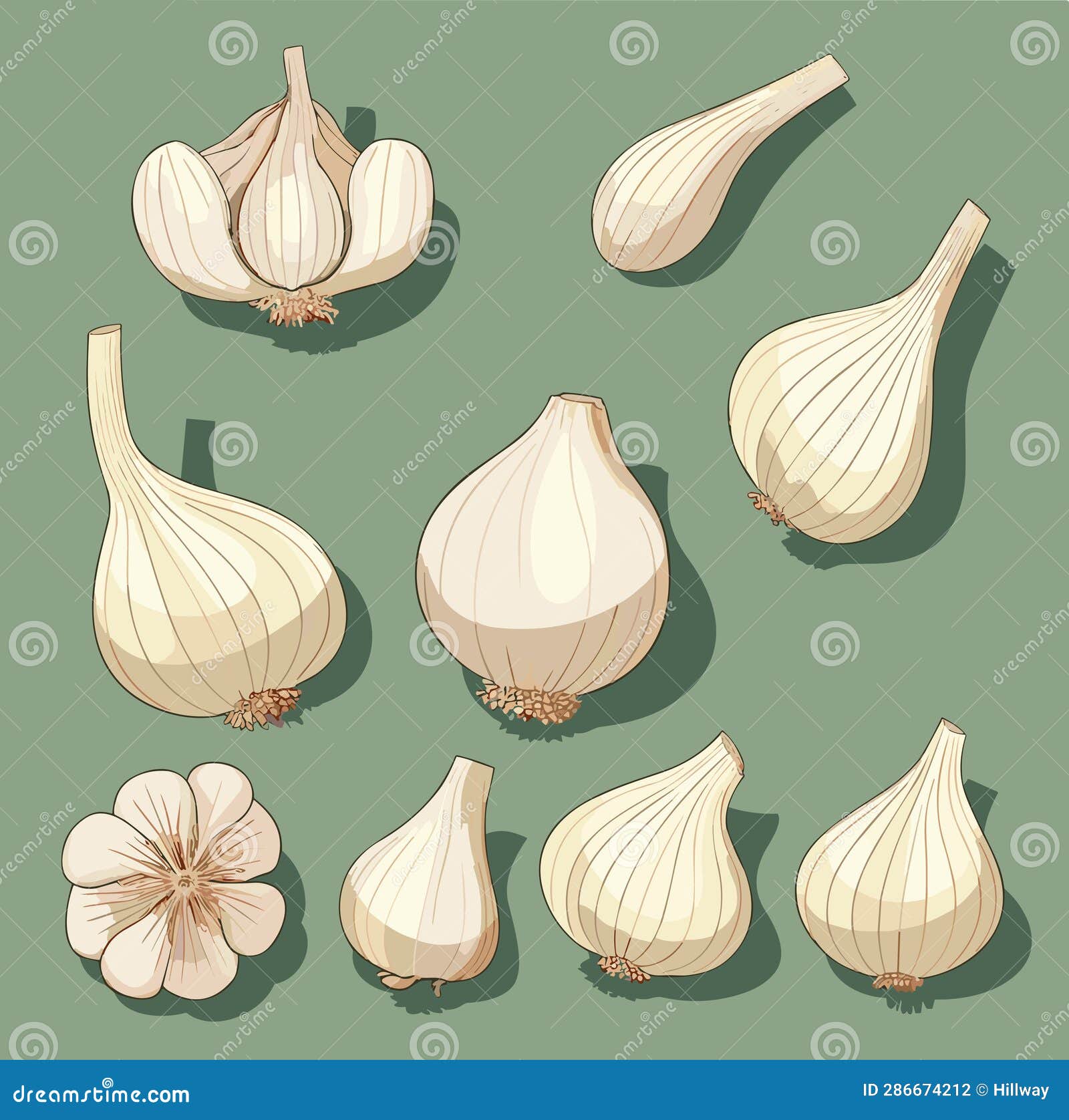 Whole Head of Garlic and Cloves of Garlic. Illustration, Vector Stock
