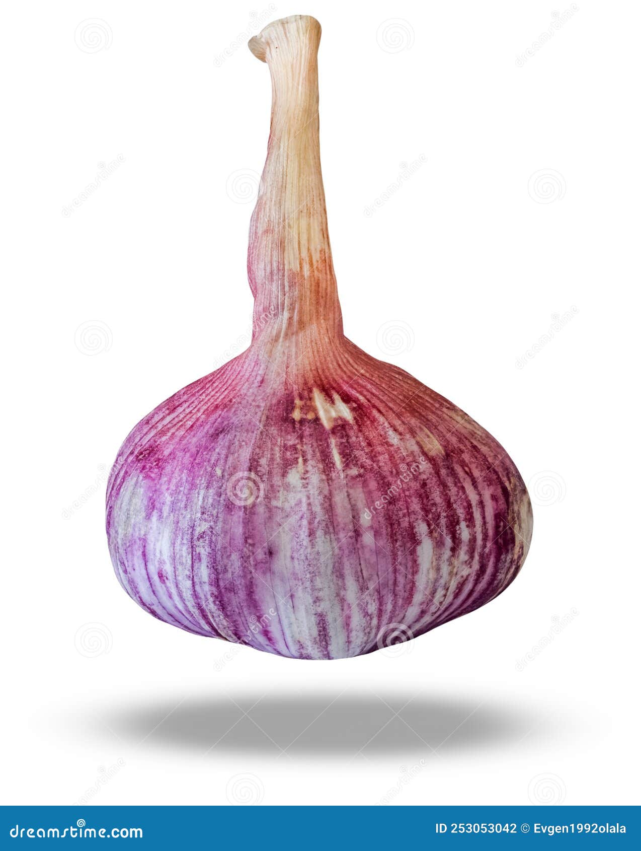 Whole Head of Young Garlic Isolated on White Background Stock Photo