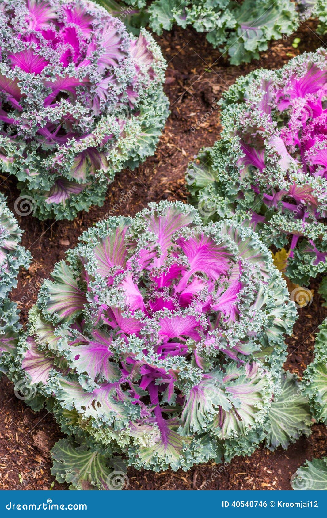 Whole kale purple flower stock photo. Image of natural 40540746