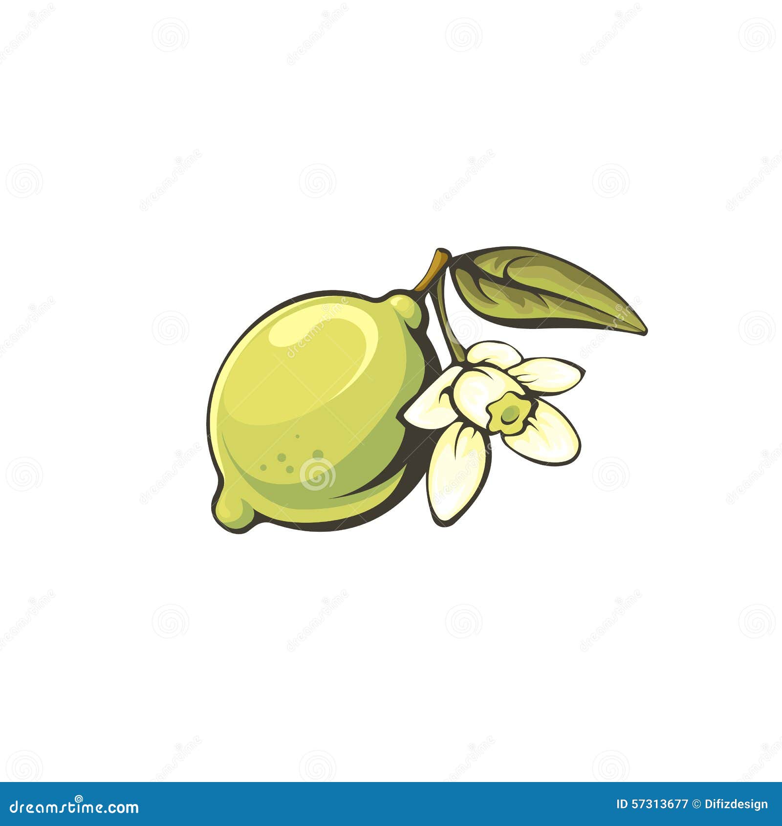 Whole Lime With Flower Isolated On White Background. Stock Illustration