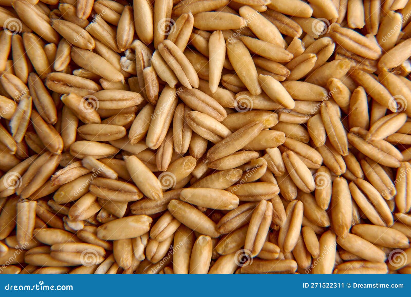 Whole Oat Seeds for Sprouting Closeup Stock Image Image of crop