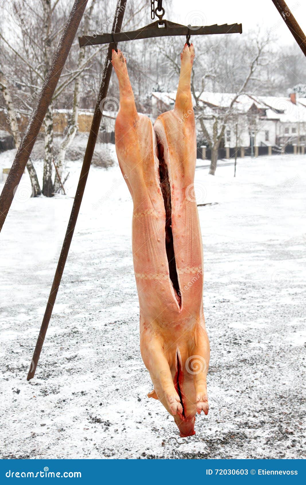 Whole Pig Carcass Hanging.Traditional Pig Slaughter. Stock Image