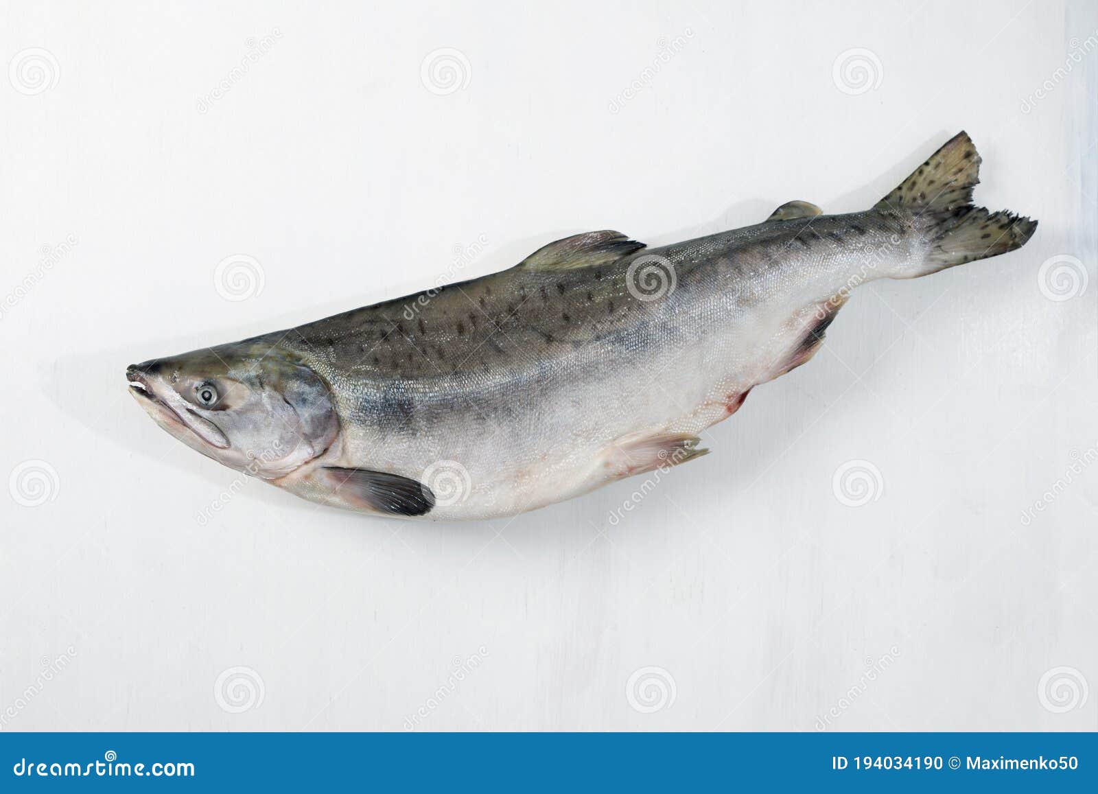 Whole Pink Salmon Fish on White Wood Background Stock Photo Image of