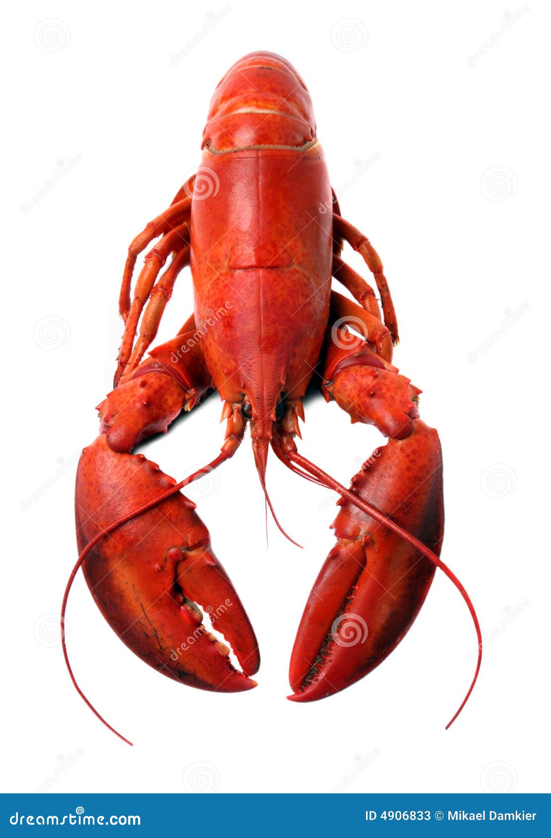 Whole Red Lobster Isolated on White Background Stock Image Image of gourmet, full 4906833