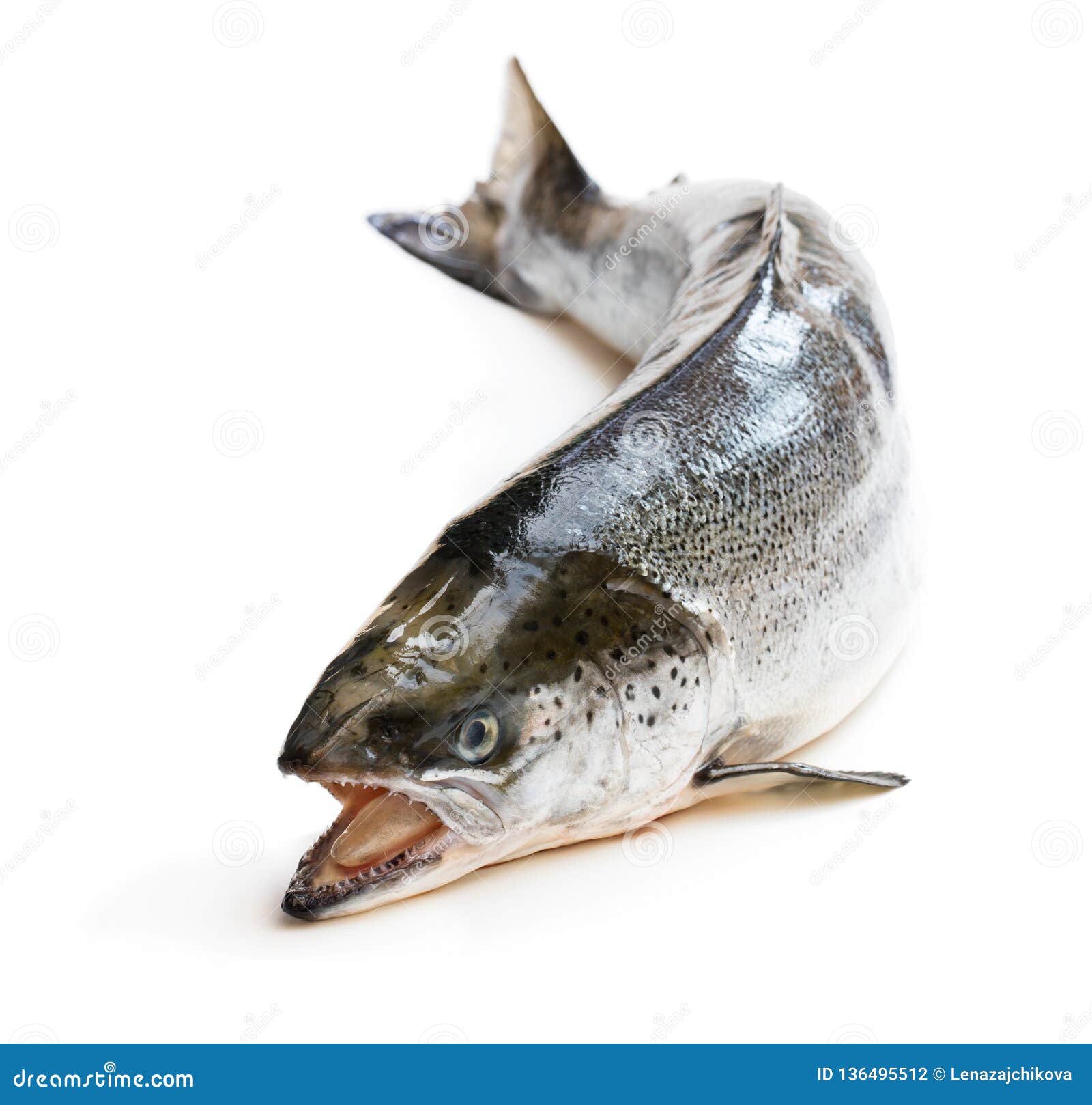 Whole Salmon Fish Isolated on White Background Stock Photo Image of