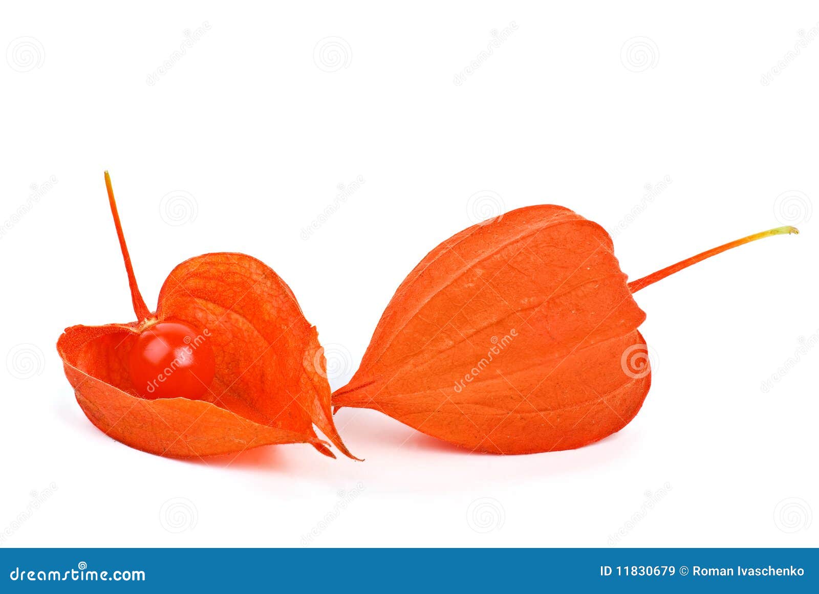 Whole and Shelled Winter Cherries Stock Image Image of fresh, four