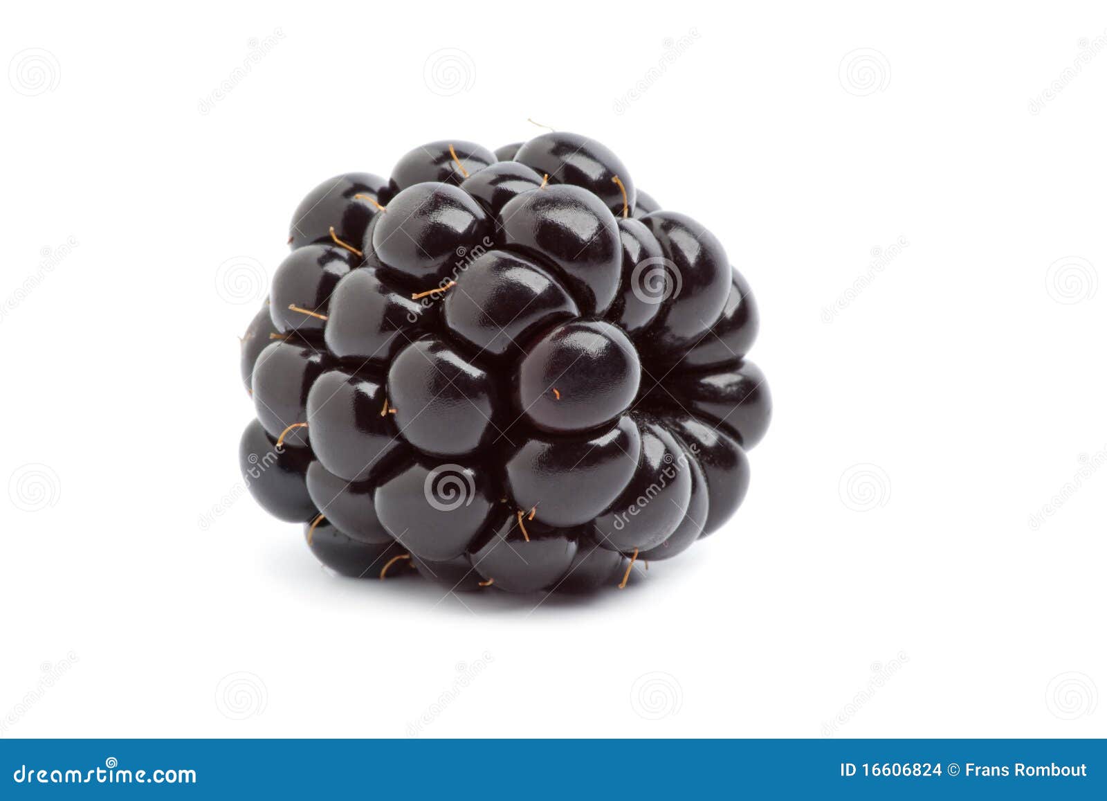 Whole single blackberry stock photo. Image of studio - 16606824