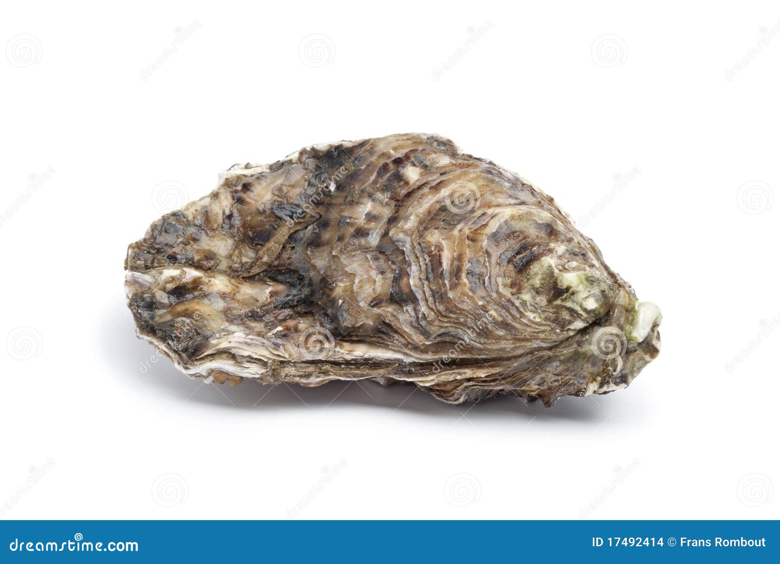 whole single fresh raw oyster