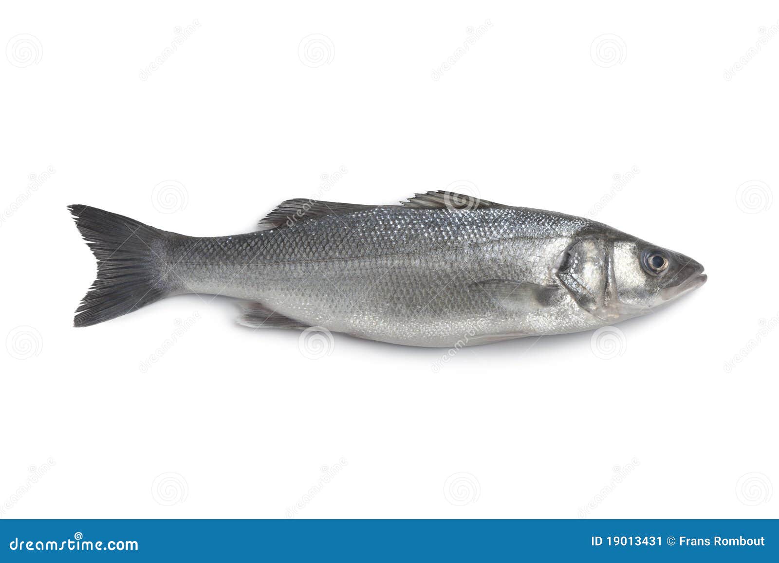 Whole Single Fresh Sea Bass Stock Image Image of fresh, bass 19013431