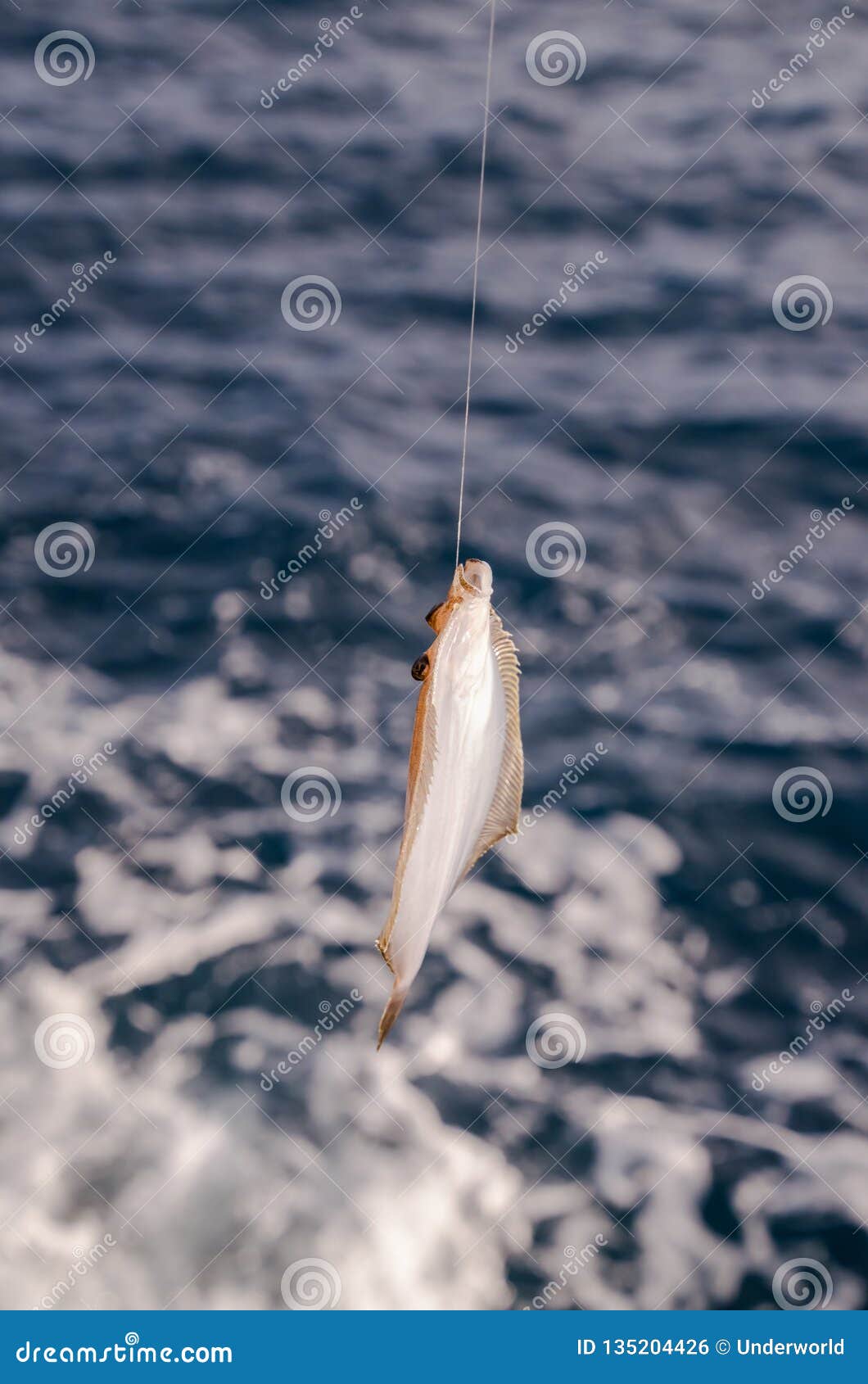 Whole Single Fresh Sole Fish Stock Photo Image of nature, seafood