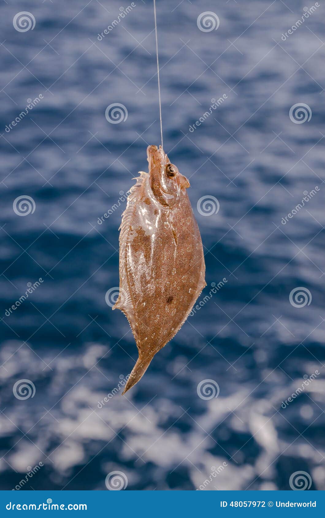 Whole Single Fresh Sole Fish Stock Photo Image of healthy, food 48057972