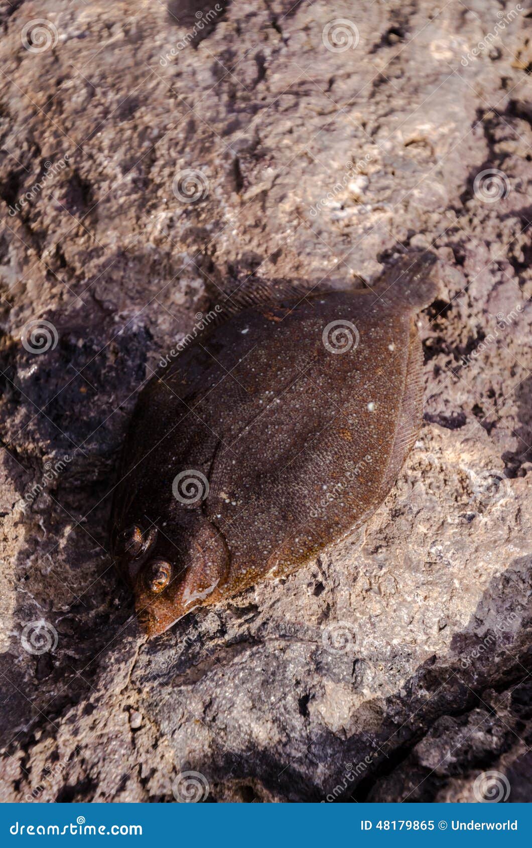 Whole Single Fresh Sole Fish Stock Image Image of grey, healthy 48179865