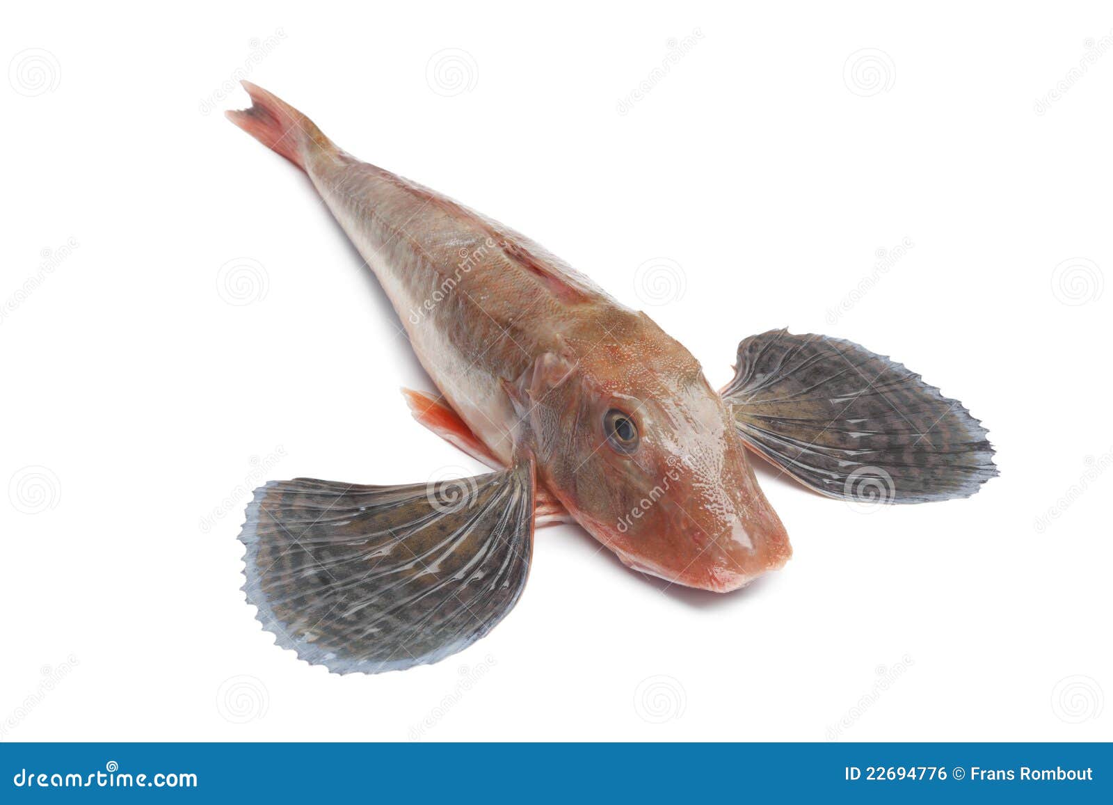 Whole Single Red Tub Gurnard Fish Stock Photo Image of food, single