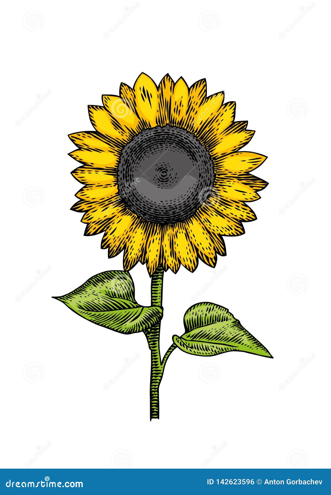 Whole Sunflower with Leaves Stock Vector Illustration of ingredient