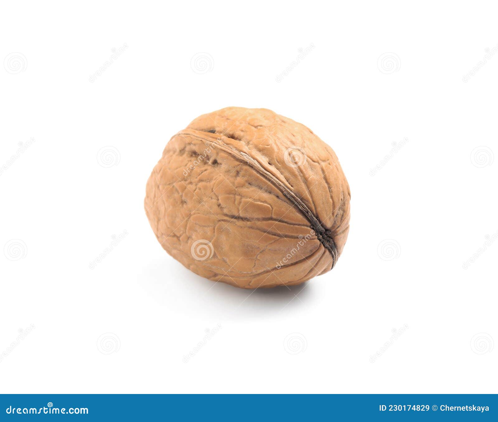 Whole Walnut in Shell Isolated on White Stock Image Image of dried