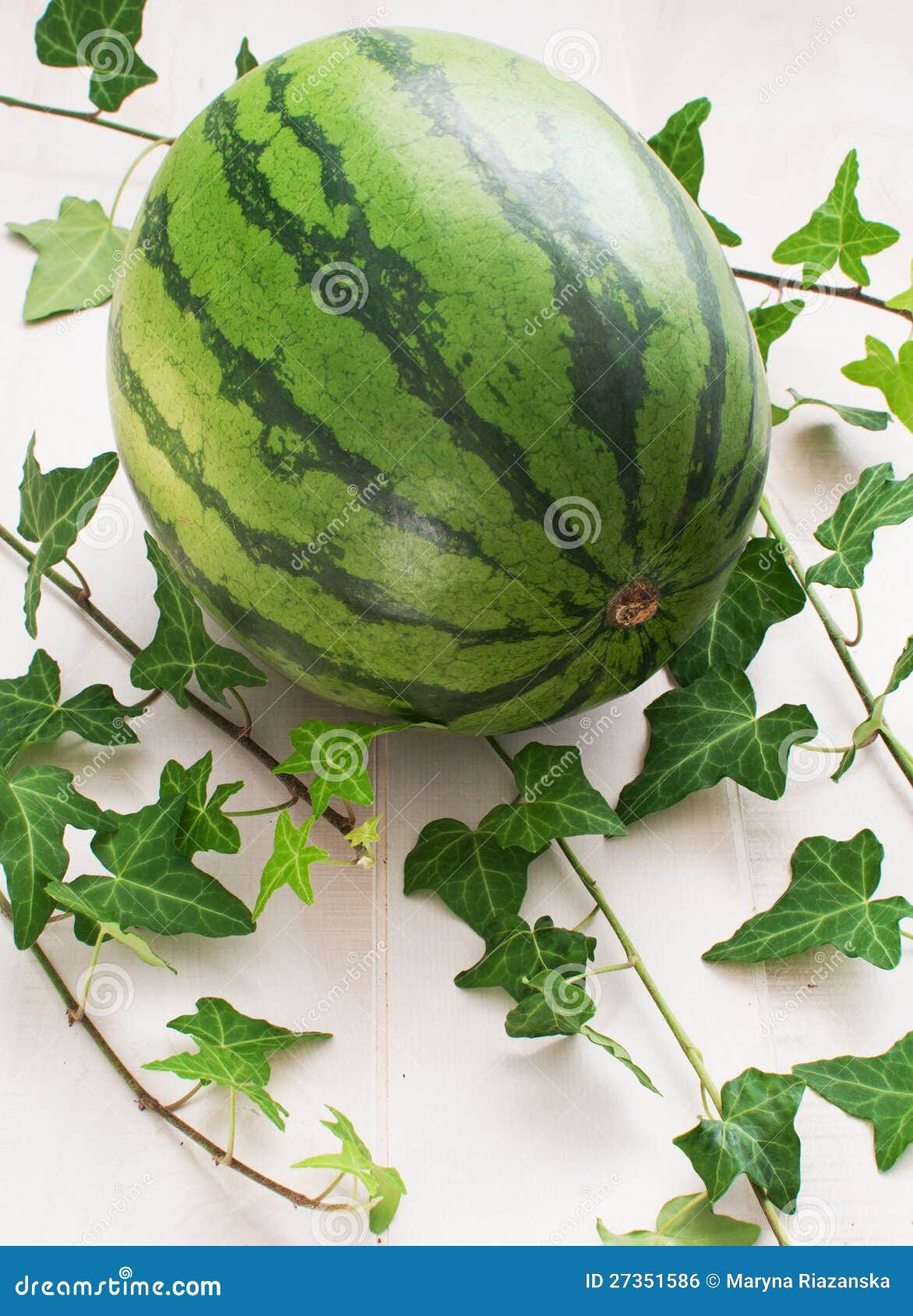 Whole Watermelon with Green Leaves Stock Photo Image of stalk, single