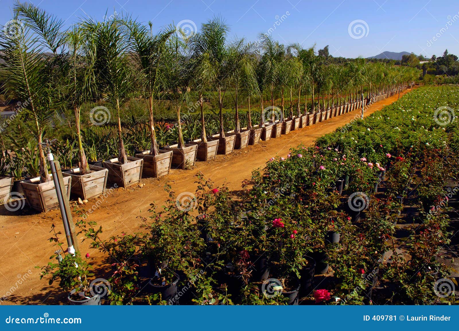 Westview Acres Wholesale Nursery
