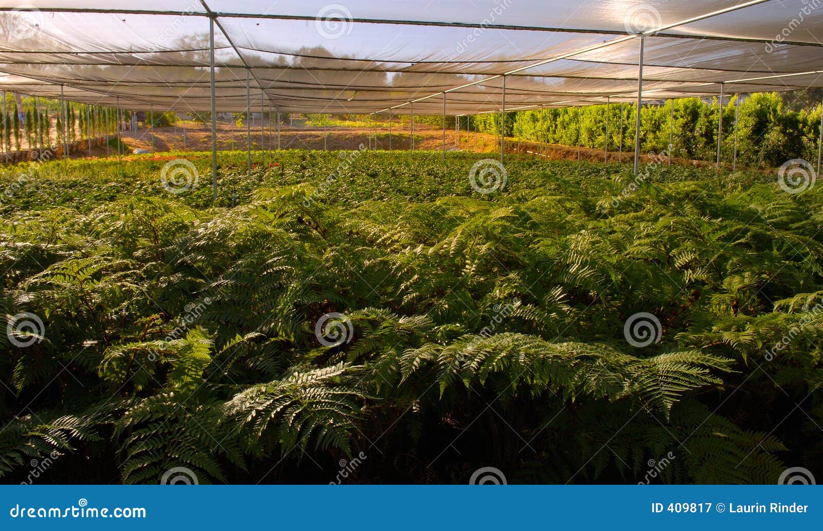 Wholesale Nursery 11 stock image. Image of acres, rocks 409817
