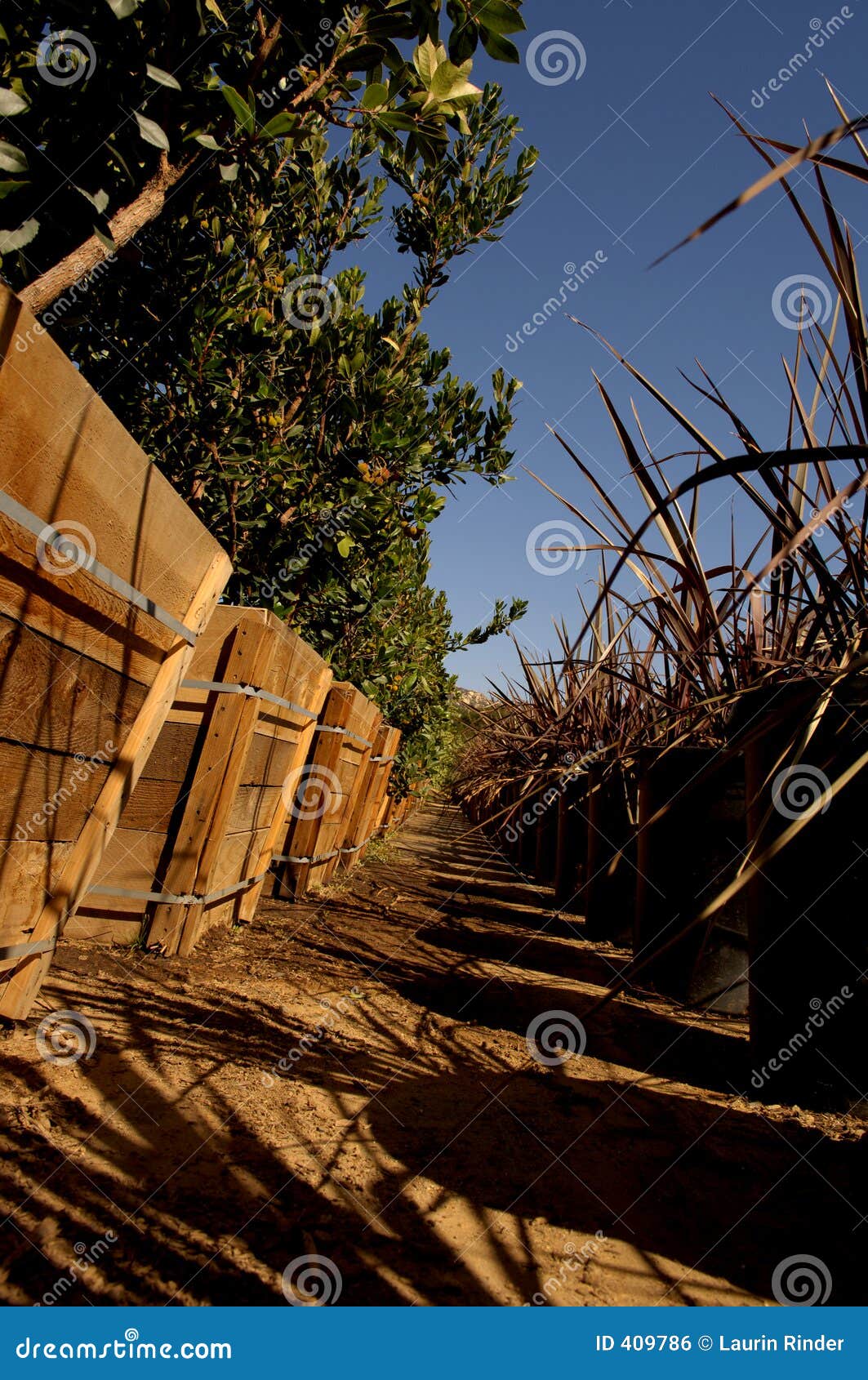 Wholesale Nursery stock photo. Image of blue, sell, earth 409786