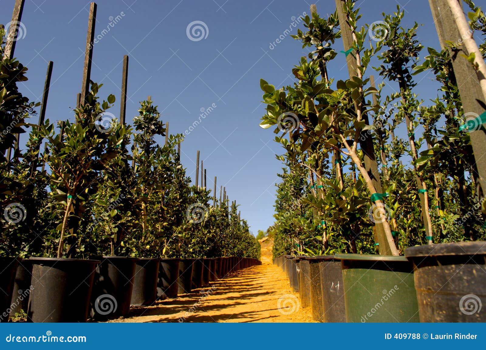 Wholesale Nursery 7 stock photo. Image of leaf, fertilizer 409788
