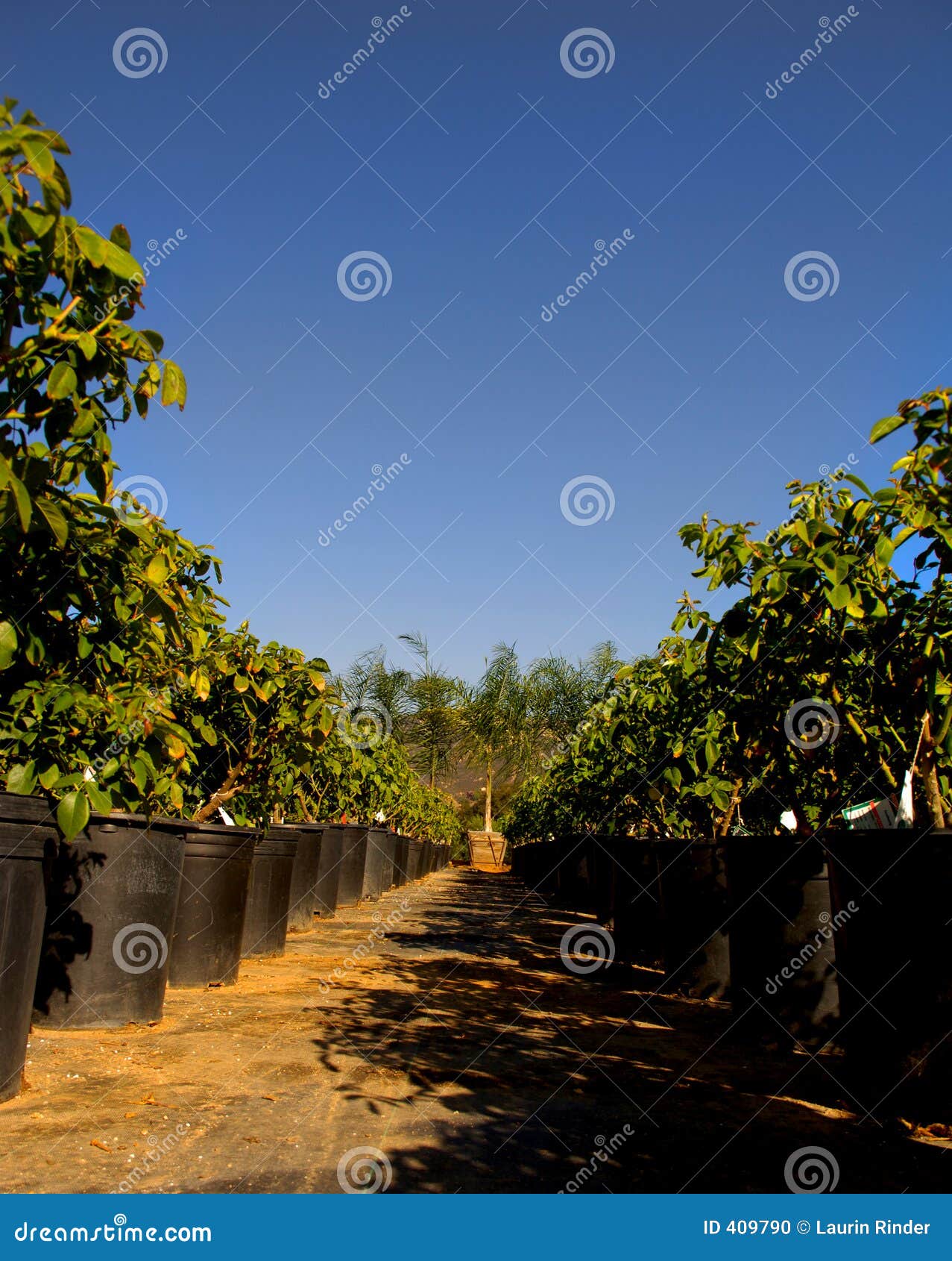 Wholesale Nursery 9 stock photo. Image of grow, trees, wholesale 409790
