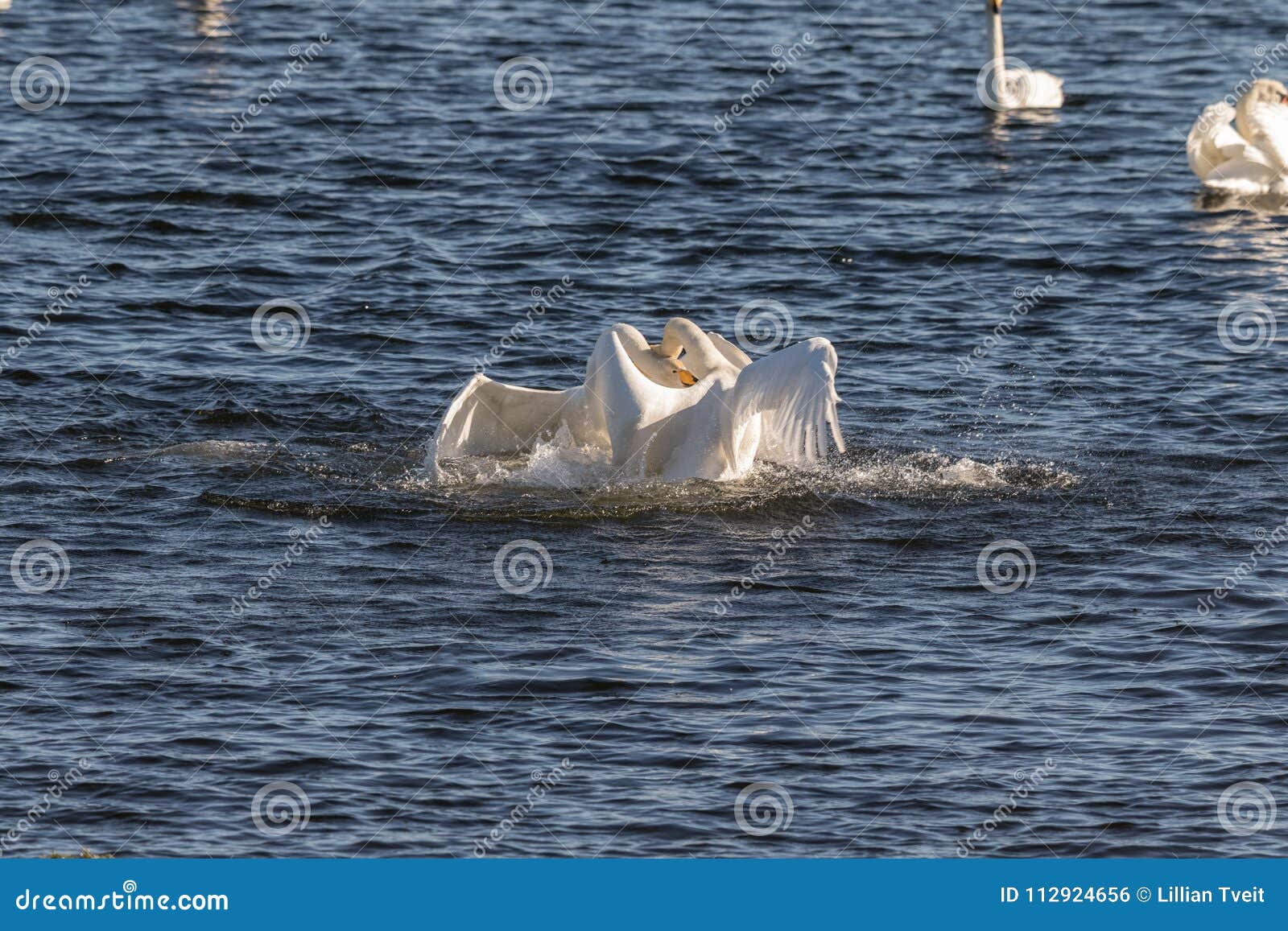 whooper swans, cygnus cygnus, fighting in the hananger water at lista, norway